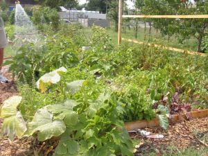 community garden